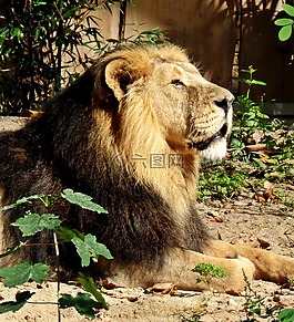 獅子,動(dòng)物園,存儲(chǔ)模塊