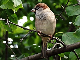 麻雀,鳥,關(guān)閉