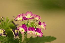 马鞭草,观赏花,马鞭草温室