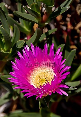 花,光明,盛開
