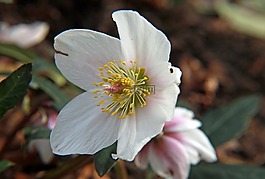 開(kāi)花,白,黃色