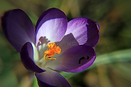 藏紅花,紫,關(guān)閉