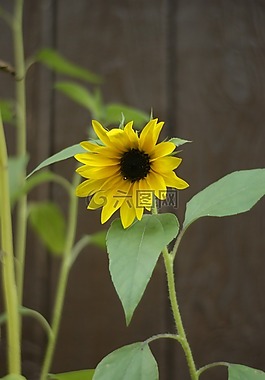 向日葵,花,黃色