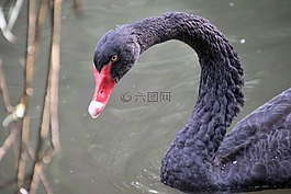 天鵝,動物,全身羽毛