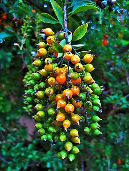 浆果,duranta,黄色