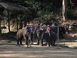 象,大象,熱帶地區(qū)