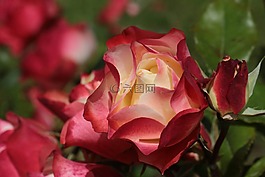花,羅莎,粉色開放
