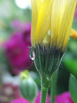 花,黃色,黃色花