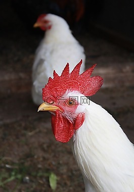 動物,哈恩,母雞