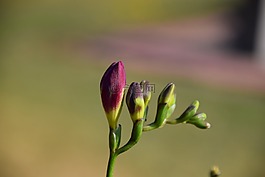 按钮,花,花园