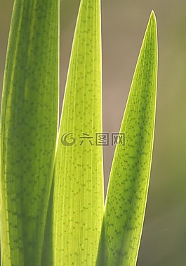 廠,綠色,性質(zhì)