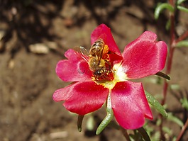 nychaki,開(kāi)花,蜜蜂