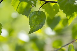 綠色,背景,葉子