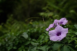 植物,開花,自然