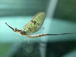 蜉蝣,昆蟲,飛藝術