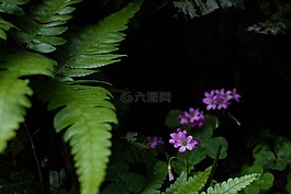 植物,開花,自然