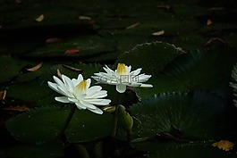 植物,開花,自然