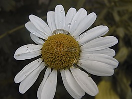 黛西,花卉,夏季