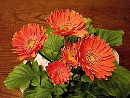 非洲菊,春天的花朵,盆栽的植物