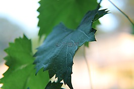 葉子,自然,藤