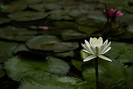 植物,開花,自然