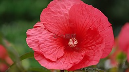 花,自然,植物區(qū)系