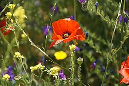 klatschmohn,罂粟,klatschrose