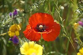 klatschmohn,罂粟,klatschrose
