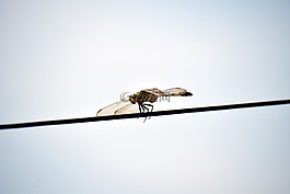 老虎蜻蜓,澳大利亞虎,蜻蜓