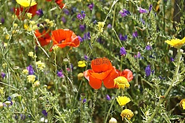 klatschmohn,罂粟,klatschrose