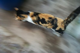 猫,速度,弗利纳
