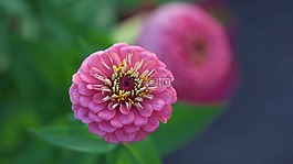 花,自然,植物區(qū)系