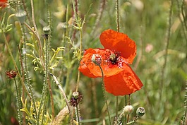 klatschmohn,罂粟,klatschrose