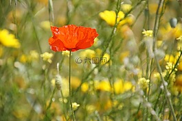 klatschmohn,罂粟,klatschrose