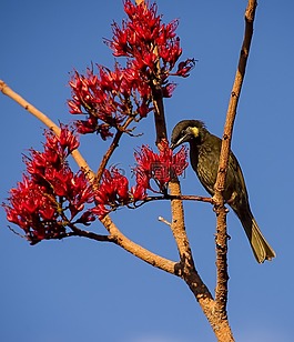 lewin的花蜜,meliphaga lewinii,鸟