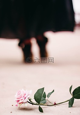 羅莎,花卉,女人