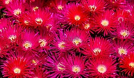 鮮花,光明,水華