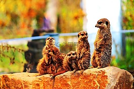 獴,meercat,scharrtier
