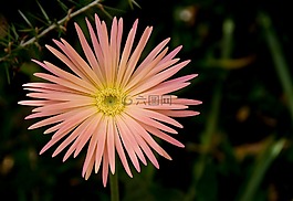花,gergerba,粉紅色