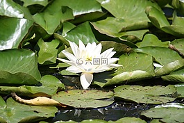 花,池塘,水生植物