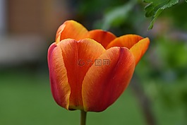 郁金香,花,schnittblume