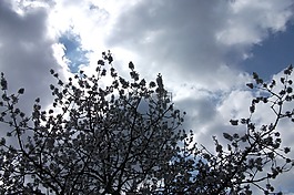 春天,天空,蓝色