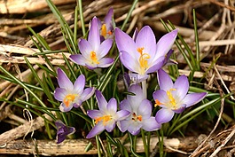 藏紅花,野番紅花,春季覺(jué)醒