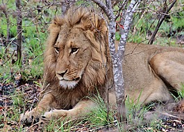 獅子,野生動物園,非洲