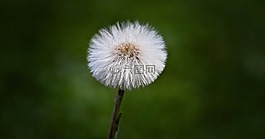 蒲公英,森林,性質(zhì)