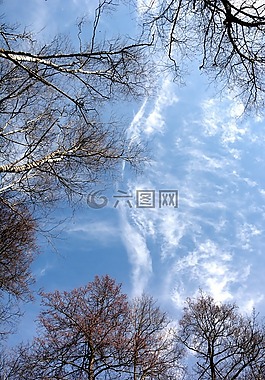 天空,藍(lán)色,林冠