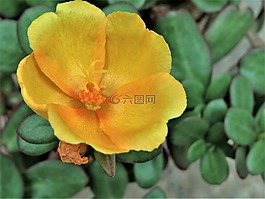 花,黃色,橙色