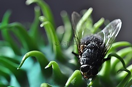 宏,觀賞黃瓜,廠