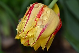 郁金香,花,春天的花