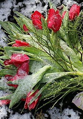 情感,鮮花,紅色